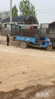 高度24厘米倒挂金钟