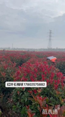 冠幅100厘米红叶石楠球