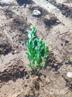 80厘米红王子锦带