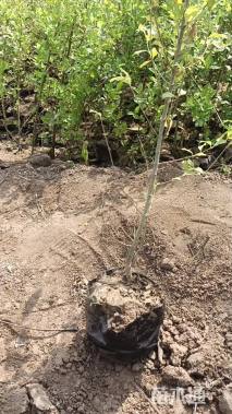 高度40厘米小叶女贞