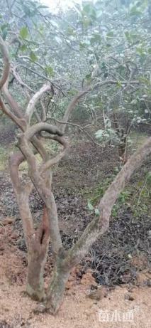 高度600厘米油茶