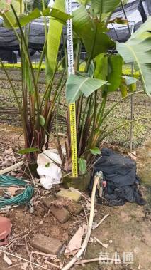 高度300厘米大花鹤望兰