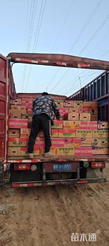 高度20厘米大花萱草