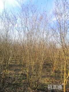 高度500厘米丛生紫薇