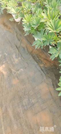 高度25厘米羽扇豆