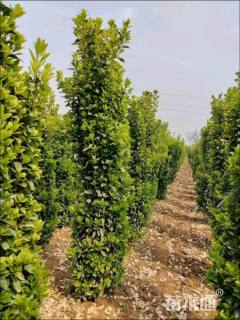 高度150厘米大叶黄杨柱