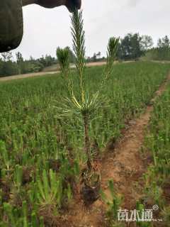 高度50厘米黑松小苗