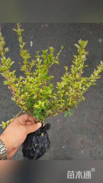 高度35厘米金边六月雪