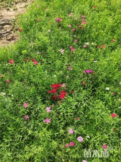 高度25厘米五彩石竹