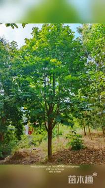 20公分红花玉兰