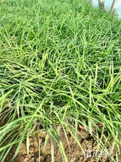 高度20厘米吉祥草