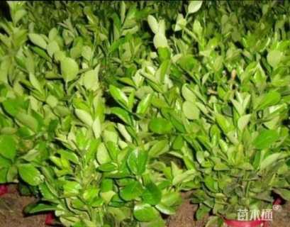 高度70厘米大叶黄杨