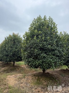 10公分红叶石楠