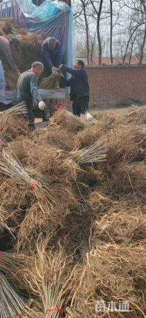 高度30厘米紫穗槐