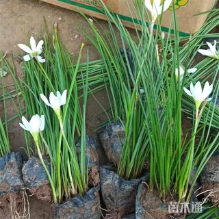 高度15厘米兰花