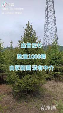 高度300厘米云杉