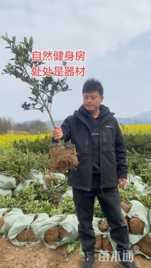 高度70厘米油茶