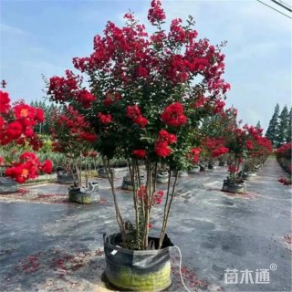 7公分紫薇