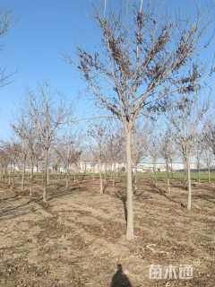 3公分红火箭紫薇