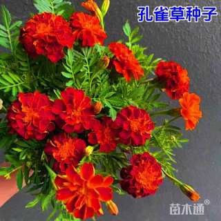 景天种业孔雀草种子
