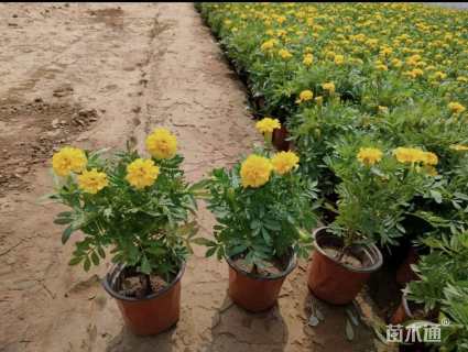 高度15厘米孔雀草