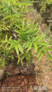 高度60厘米花椒