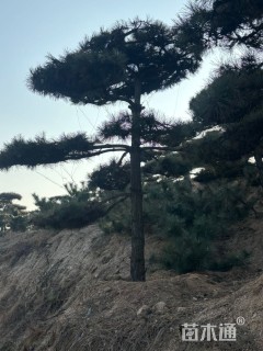 15公分造型油松