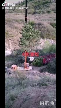 高度600厘米油松