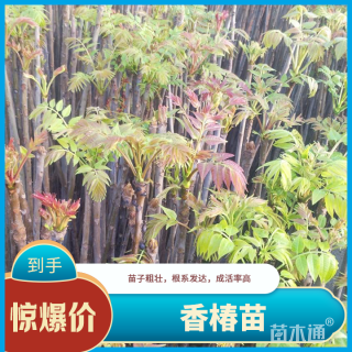 高度100厘米香椿小苗