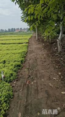 高度40厘米金山绣线菊