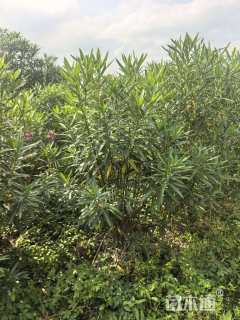 高度150厘米白花夹竹桃