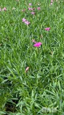 高度10厘米欧石竹