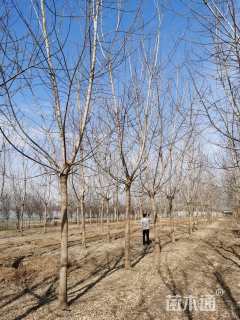 15公分金叶复叶槭