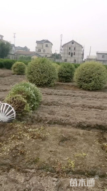 高度130厘米水蜡球