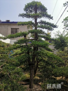 15公分罗汉松