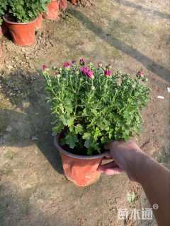 高度25厘米国庆菊