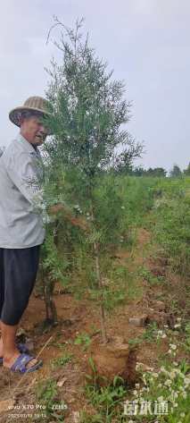 高度200厘米侧柏