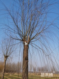 15公分青皮垂柳