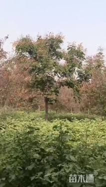 25公分南栾