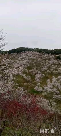 20公分樱花