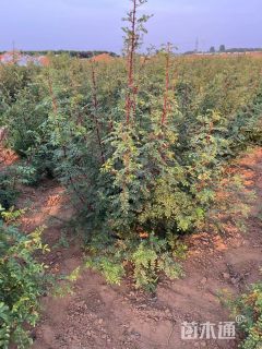 高度150厘米银露梅