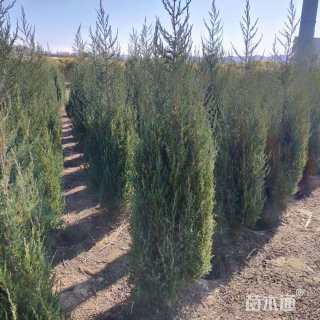 高度600厘米沈阳桧