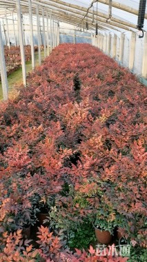 高度30厘米火焰南天竹