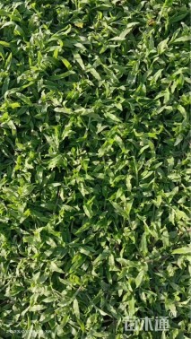 大叶油草