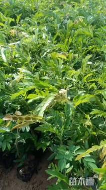 高度35厘米红绒球