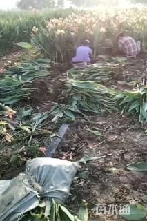 高度60厘米美人蕉