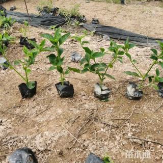 高度30厘米大花芦莉