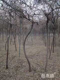 400厘米多花紫藤