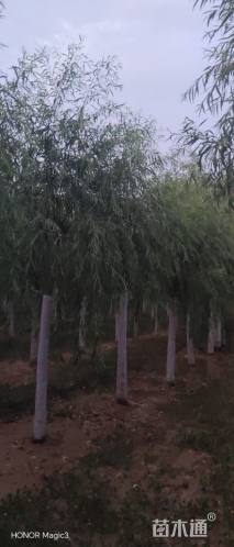 10公分垂柳