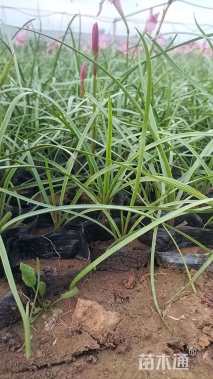 高度30厘米韭兰